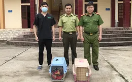 Cứu hộ thành công hai cá thể cầy vằn bắc quý hiếm