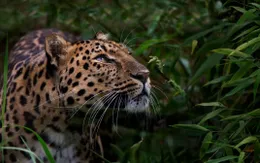 Những loài động vật nào có thể bị tuyệt chủng tới năm 2050?