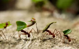 Các nhà khoa học đã ước lượng được số lượng "cá thể kiến" trên Trái Đất