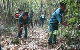 Khánh Hoà tăng cường các chốt bảo vệ rừng giáp ranh