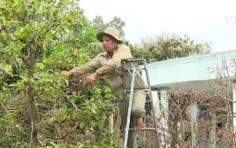 Mưa trái mùa ảnh hưởng chất lượng cây cảnh Tết ở ĐBSCL