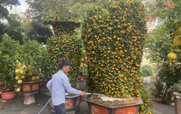 Nhiều hoa, kiểng Tết “độc, lạ”, giá hơn trăm triệu đồng