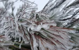 Yên Bái: Băng giá xuất hiện tại vùng cao Trạm Tấu