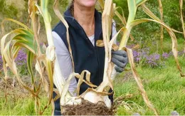 Phát hiện tỏi 'voi' nặng hơn 5 kg tại Australia