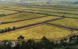 Tăng liên kết trong xuất khẩu gạo