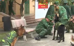 Việt Nam điều chó nghiệp vụ cứu nạn thảm họa động đất tại Thổ Nhĩ Kỳ