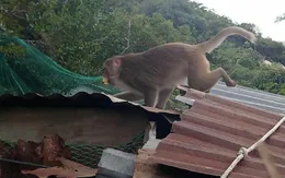 Đàn khỉ 200 con tràn vào nhà dân