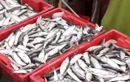 Bội thu những chuyến biển đầu năm