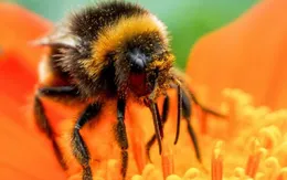 Loài ong có đầu gối không?