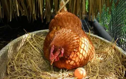 Tự nuôi gà trong nhà mang đến nhiều mối nguy tiềm ẩn