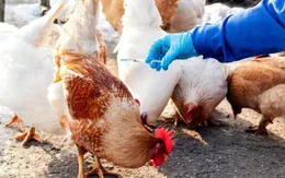 TP. Hồ Chí Minh tăng cường các hoạt động giám sát dịch cúm A (H5N1)