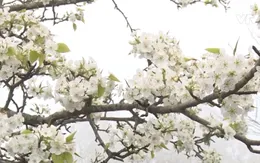 Mùa hoa lê thơ mộng ở Tuyên Quang