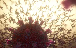 COVID-19 làm tăng 40% khả năng hệ miễn dịch "tấn công nhầm” bộ phận khỏe mạnh