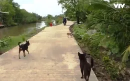 Nguy cơ bùng phát bệnh dại tại ĐBSCL