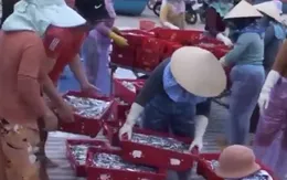 Ngư dân miền Trung trúng mùa biển đầu năm