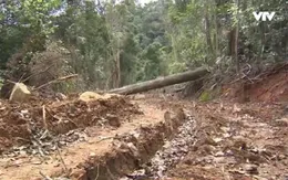 Lợi dụng Tết, lâm tặc ủi đường, phá rừng trái phép