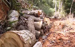 Xử lý nghiêm vụ ủi đường, phá rừng tại Ninh Hòa, Khánh Hòa