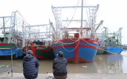 Hải Phòng: Hàng trăm tàu cá nằm bờ do thiếu thuyền viên