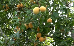 Tắc ruột do ăn quả thanh trà