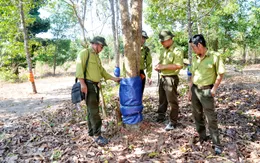 Phục hồi 59 cây gỗ quý bị phá hoại