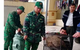 Bắt giữ đối tượng vận chuyển trái phép 72 cá thể cầy vòi