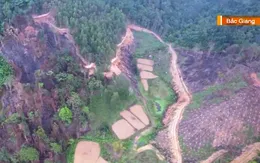 Phá rừng tự nhiên, nhiều cây bị đốn hạ