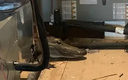 Người đàn ông phát hiện con cá sấu dài 2,4m trốn trên gác mái nhà mình