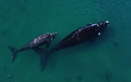 Hơn 200 quốc gia ký hiệp ước "lịch sử" về vấn đề bảo vệ đại dương