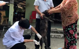 Triển khai mô hình điểm tiêm vaccine phòng bệnh dại trên chó, mèo