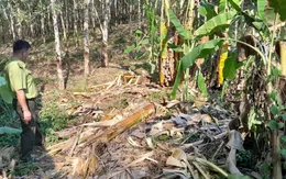 Xuất hiện voi rừng vào rẫy phá cây trồng