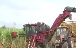 Làm giàu từ cây mía nhờ ứng dụng công nghệ
