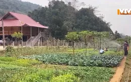 Thoát nghèo từ cải tạo vườn tạp