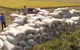 Thành lập nhóm hợp tác công tư ngành lúa gạo