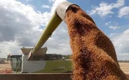 Giá lương thực thế giới giảm 11 tháng liên tiếp