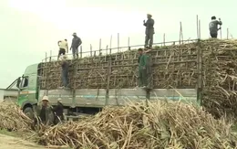Ngăn chặn tình trạng tranh mua nguyên liệu mía