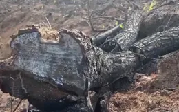 Rừng thông hơn 40 năm tuổi bị đốn hạ