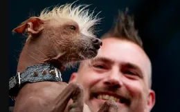 Kì lạ cuộc thi "Chú chó... xấu nhất thế giới"