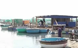 Hàng chục người nuôi tôm hùm bị quỵt nợ