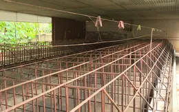 Giá heo giảm kèm lo ngại dịch khiến nhiều người chăn nuôi chưa dám tái đàn