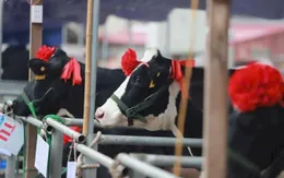 Du khách thích thú với Hội thi Hoa hậu bò sữa Mộc Châu 2023