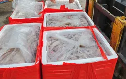 Phát hiện xe ô tô chở hơn 3,2 tấn cá khoai chứa Formol