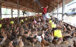 Giá gà thấp hơn giá thành sản xuất, người chăn nuôi thua lỗ