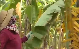Hàng loạt vườn chuối bị táp lá bất thường