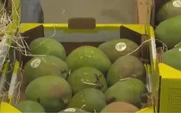 Trái cây nhiệt đới xuất hiện ở nông trại châu Âu