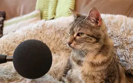 Chú mèo lập kỷ lục Guinness với tiếng kêu to nhất thế giới