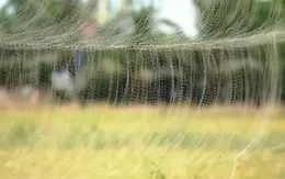 Vì sao khó ngăn chặn nạn tận diệt chim trời?