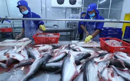 Xuất khẩu cá tra hướng đến mục tiêu 1,77 tỷ USD