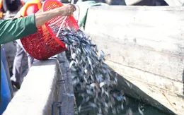 Tây Ninh: Gần 250.000 tôm, cá giống được thả để bảo vệ nguồn lợi thủy sản hồ Dầu Tiếng