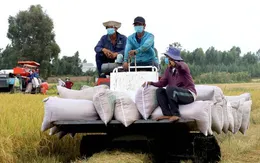 Nông dân lãi tiền tỷ nhờ giá lúa tăng