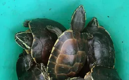 Kiên Giang: Phát hiện vụ vận chuyển rùa quý, hiếm